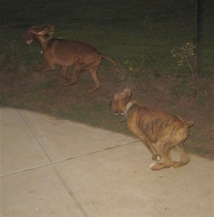 A brown brindle Boxer is a brown Vizsla.