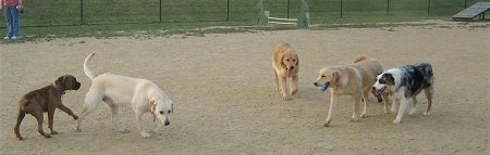 Four dogs are walking towards a fifth dog that has a ball in its mouth