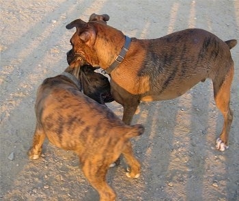 Two brown brindle Boxers are playing in the dirt part of a dog park field.