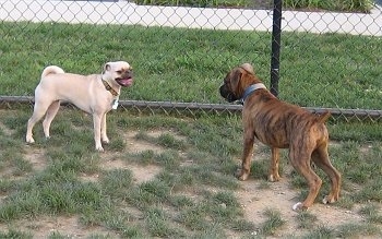 A brindle brown Boxer is standing across from a tan Puggle and they are making eye contact.