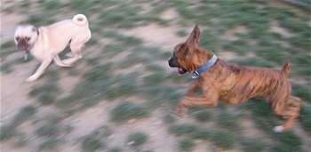 A tan Puggle is running away from a brown brindle Boxer.