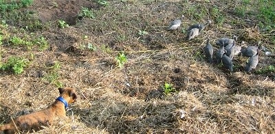 Bruno the Boxer pup looking at guinea fowl