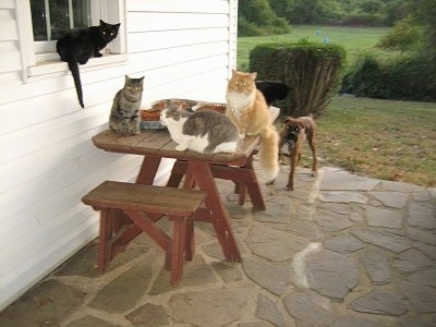 Four cats laying and sitting on a table and a window sill on a porch with Bruno the Boxer in the background