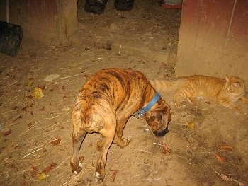 Bruno the Boxer puppy eating chicken poop off of the ground