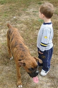 Bruno the Boxer Puppy walking around a little boy with his tongue out and mouth open
