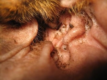 Close Up - The inside of Bruno the Boxer Puppy's Dirty Ear