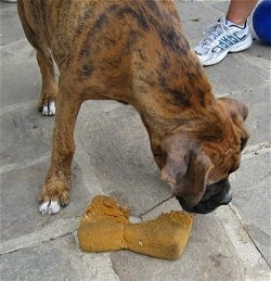 Bruno the Boxer Puppy chewing on a grody sponge