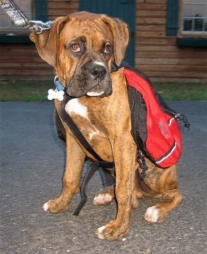 Bruno the Boxer puppy wearing a dog red backpack sitting on a blacktop