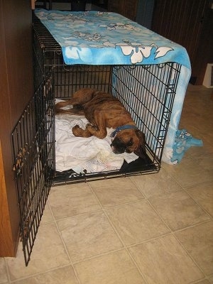 Bruno the Boxer Puppy sleeping in his crate