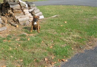 Bruno the Boxer Puppy sitting in front of a pile of chopped wood