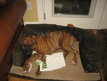 Bruno the Boxer laying in a dog bed with chewed up homework