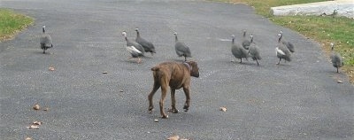 Bruno the Boxer puppy walking towards the guinea fowl