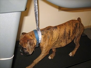 Bruno the Boxer Puppy walking on a treadmill looking at the tread