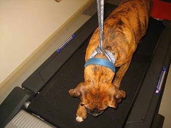 Bruno the Boxer Puppy walking on a treadmill
