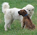 Bruno the Boxer sitting next to Tacoma the Great Pyrenees with its tongue out as Tacoma smells his neck