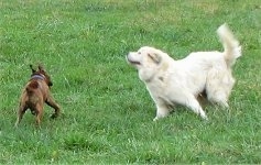 Bruno the Boxer running away from Tacoma the Great Pyrenees