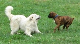 Tacoma the Great Pyrenees is about to pounce on Bruno the Boxer