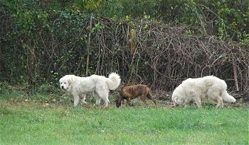 Bruno the Boxer Puppy with Tundra and Tacoma the Great Pyrenees walking a tree line