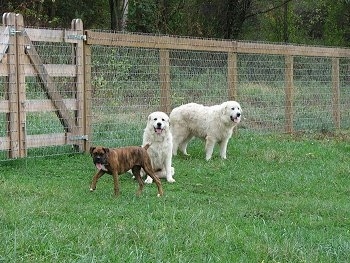 Bruno the Boxer and Tacoma and Tundra the Great Pyrenees sitting at the fenceline