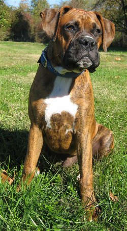 Bruno the Boxer sitting outside