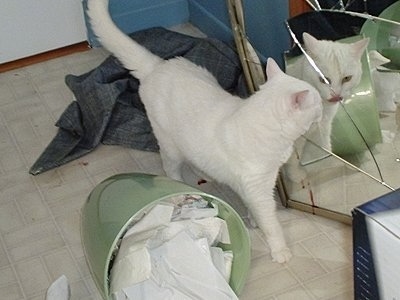 A pure white cat is walking in front of a broken mirror and looking at itself with a fallen over green trash can next to it