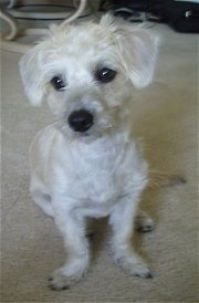 Addi the Cairnoodle Puppy, with her haircut, is sitting on a carpet and looking to the left