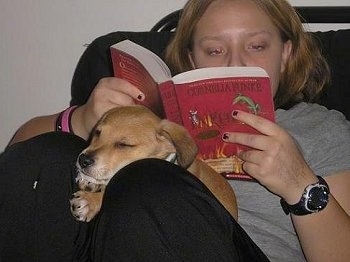 A tan Carolina Dog/Dingo mix puppy is sleeping in between the legs of a lady that is reading a red book.