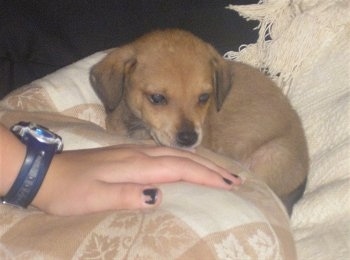 A small, tan Carolina Dog/Dingo mix puppy is laying next to a tan pillow on top of a couch. There is a persons hand on top of the pillow.