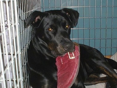 Lila the Lab/Rottie mix is laying in a crate against the edge with a red shoe in her mouth