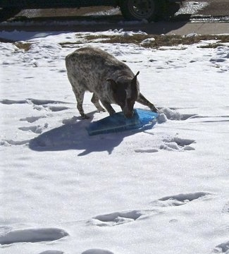 Zorro the Queensland Red Heeler is standing in snow getting the newspaper that is inside a blue plastic bag