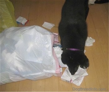 Shadow the Shiloh Shepherd puppy digging in the trash