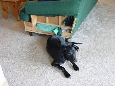 Sully the Lab/Pit Mix is laying on a carpet in front of a green couch that has had the side ripped off