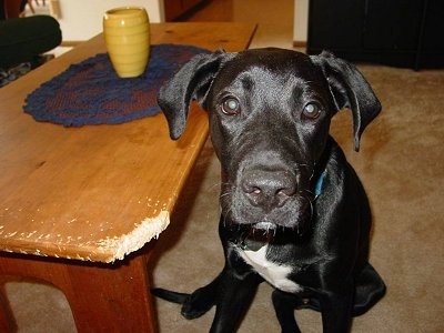 Sully the Lab/Pit Mix is sitting next to a coffee table that has the corner chewed off