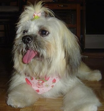 Brandi the Chacy Ranior is laying on a hardwood floor and its mouth is open and its tongue is out. It is also wearing a bandana around its neck with strawberries all over it