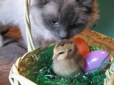 Chick And Cat