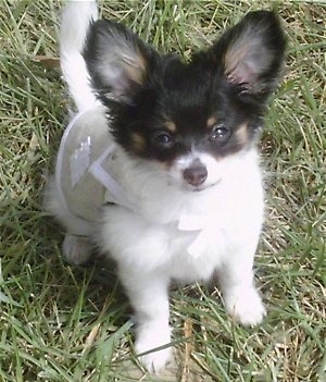 Chloe Chanel the longhaired white, black and tan Chihuahua is sitting outside while wearing a tan and white vest