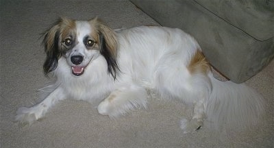 Suggie the white, tan and black Cock-a-mo is laying in front of an ottoman. His mouth is open. It looks like he is smiling