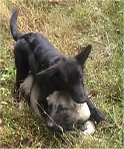 A black Puppy is laying overtop of a laying tan and black puppy.