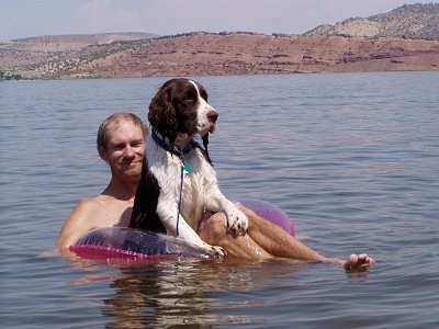 Bently the English Springer Spaniel is floating on a tube on top of a man. They are in a large body of water