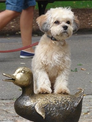 A tan with brown and black Griffichon is standing with her front legs up on a brass duck statue outside with a person running behind her.