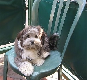 A grey with white Havanese puppy is laying outside on a green plastic chair