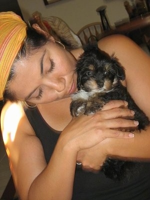 A lady a wearing a yellow head scarf is holding and looking down at a small black with tan and white Havanese puppy in her arms
