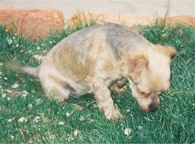 A small tan with black Havanese puppy is sitting in grass and looking down.