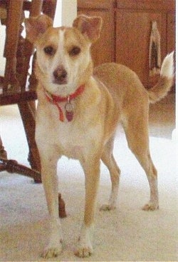 A tan with white Jack Chi is standing on a tan carpet in a dining room next to a wooden chair