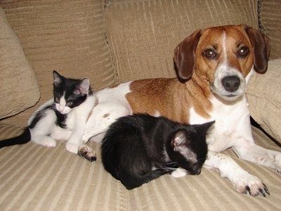 Two cats are laying on a tan couch next to a brown with white Jack-A-Bee dog.