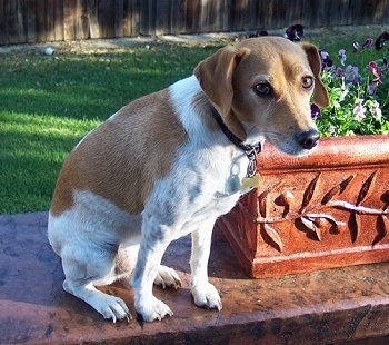 A brown and white Jack-A-Bee is sitting outside on a bench next to a potted plant