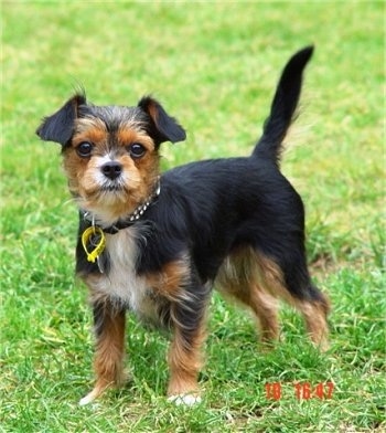 Terrier Cross Breeds