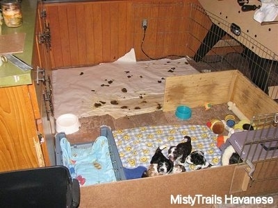 A whelping box with a litter of Havanese puppies. They are all standing on a mat. There are a bunch of toys behind them and an area with poop all over in the back end of the pen. 