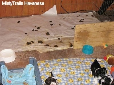 A whelping box with puppies towards the clean front and a board making a partial wall to separate a room for the back toilet area where there is poop and pee all over.