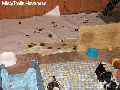 Puppy stool on the paper in the potty area of a whelping box with the puppies hanging out in the clean sleeping area.